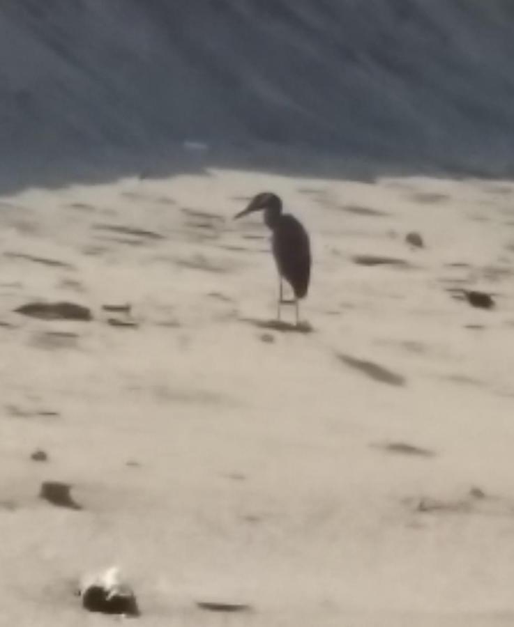 Hostal Las Garzas Del Pelado Playas Esterno foto